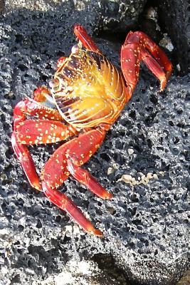 Download The Red Crab Journal: 150 Page Lined Notebook/Diary -  | PDF