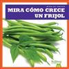Full Download Mira Cómo Crece un Frijol / Watch a Bean Grow - Kirsten Chang | PDF